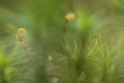 Nature picture: Ceratodon purpureus / Purpersteeltje / 