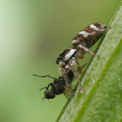 Nature picture: Salticus scenicus / Zebraspin / 