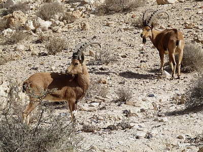 Nature picture: Capra ibex nubiana / Nubisch steenbok / Nubian ibex