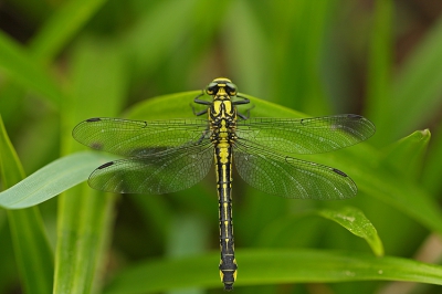 Gomphus vulgatissimus / Beekrombout / Common clubtail