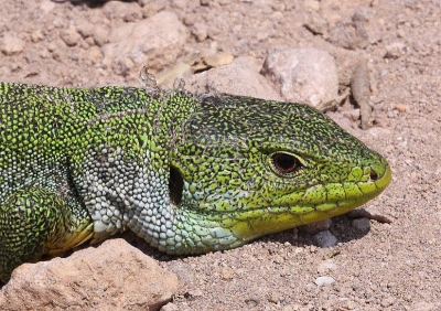 Lacerta trinileata / Reuzensmaragdhagedis / 