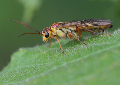 Tenthredopsis  sordida / Bladwesp / Saw Fly
