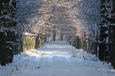 5.  / Sneeuw