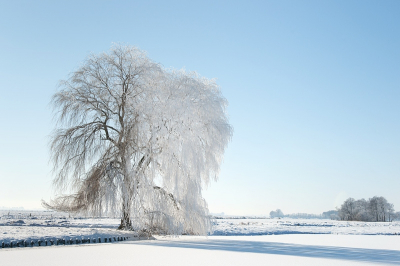 3.  / Wilg in Winters landschap / Willow in winter landscape