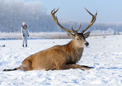 Cervus elaphus / Edelhert / Red Deer