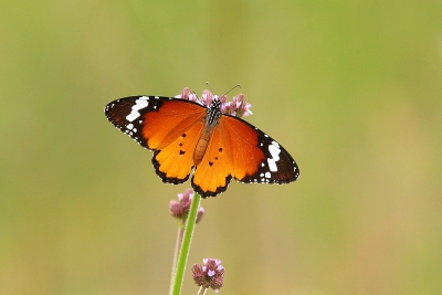 Danaus chrysippus / Kleine monarchvlinder / African Monarch