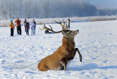 1. Cervus elaphus / Edelhert / Red Deer