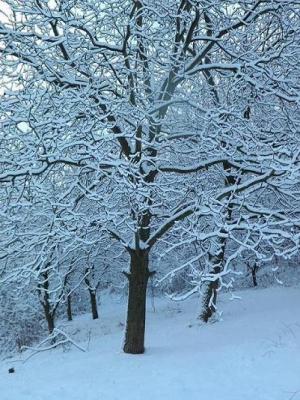 Nature picture:  / Takkenspel / 
