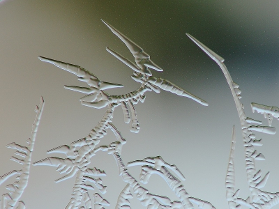 Nature picture:  / Oervogel / 