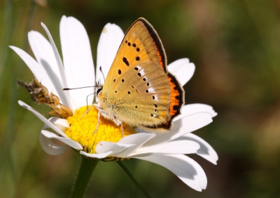 In het natuurpark Gran Paradiso vlogen er veel soorten vlinders rond waaronder dit morgenrood .
