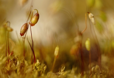 Funaria hygrometrica / Gewoon krulmos / Common cordmoss