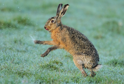 Tot voor kort keek ik vooral naar birdpix, nu heb ik ontdekt dat nederpix ook erg de moeite waard is en wil ik graag deze haas uploaden. Ofschoon het niet meer regende werd hij kletsnat van het gras en probeerde hij wat vocht te lozen.