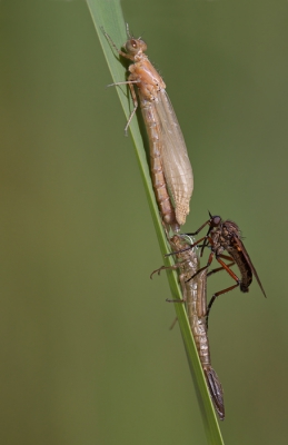 Nature picture: 1. Grote Dansvlieg & vuurjuffer