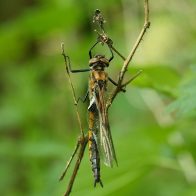 Nature picture: Epitheca bimaculata / Tweevlek / Two-spotted Dragonfly