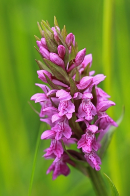 Nature picture: Dactylorhiza majalis / Brede Orchis / 