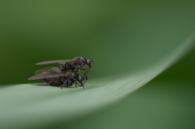Nature picture: Hilara spec / Dansvlieg / 
