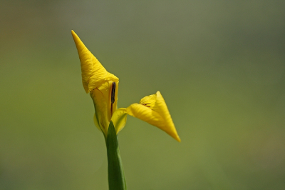 Nature picture: Iris pseudacorus / Gele lis / Yellow flag