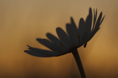 Nature picture: Leucanthemum Vulgare / Margriet / 