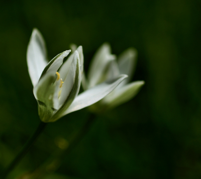 Nature picture: Ornithogalum umbellatum / Vogelmelk / 