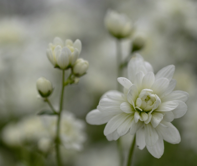 Nature picture: Saxifraga granulata var. plena / Haarlems klokkenspel / 