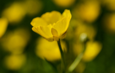 Nature picture: Ranunculus acris / Scherpe boterbloem / 