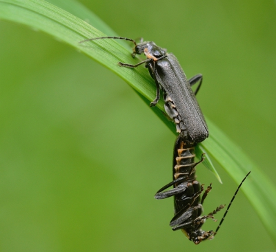 Nature picture: Cantharis pellucida / Zwart soldaatje / 
