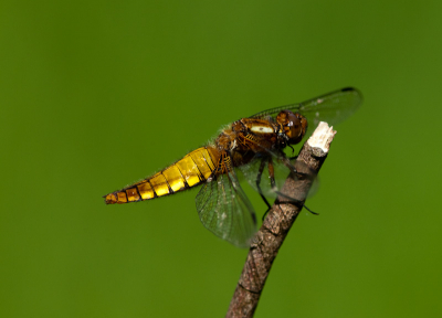 Nature picture: Libellula depressa / Platbuik / Broad Bodied Chaser