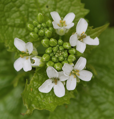 Nature picture: Cardamine hirsuta / Kleine Veldkers / Hairy Bittercress