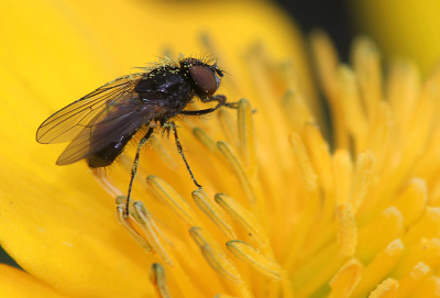 Nature picture: Fannia lucidula / Kleine Huisvlieg / Fannia lucidula
