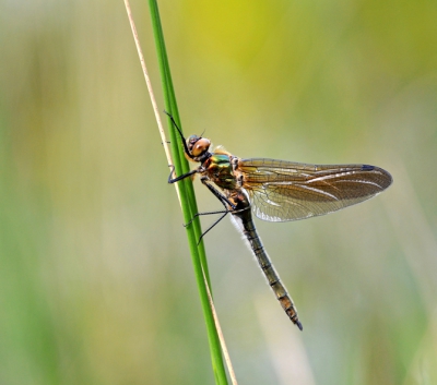 Nature picture: Cordulia acnea / Smaragdlibel / 
