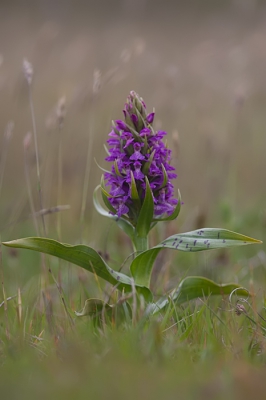Nature picture: Dactylorhiza majalis / Brede Orchis / 