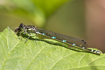 Nature picture: Coenagrion pulchellum / Variabele waterjuffer / Variable damselfly