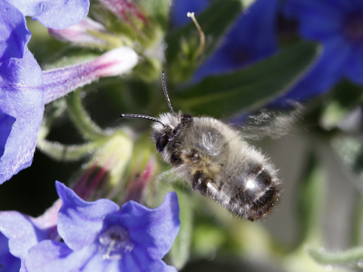 Nature picture: Anthophora plumipes / Gewone sachembij / 