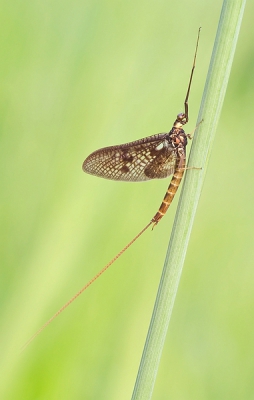 Nature picture: 2. Eendagsvlieg