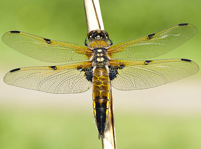 Nature picture: Libellula quadrimaculata / Viervlek / 