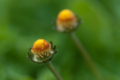 Nature picture: Bellis perennis / Madeliefje / Lawndaisy
