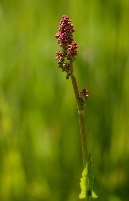 Nature picture: Rumex actosa / Veldzuring / 