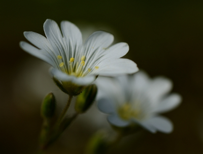 Nature picture: Cerastium arvense / Akerhoornbloem / 