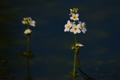 Nature picture: Hottonia palustris / Waterviolier / Water-Violet