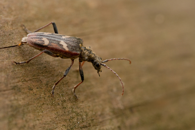 Nature picture: Rhagium bifasciatum / Dennenboktor / -
