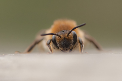 Nature picture: Andrena nigroaenaea / Zwartbronzen zandbij / 