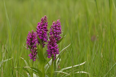 Nature picture: Dactylorhizia majalis / Brede orchis / Broad-leaved marsh orchid