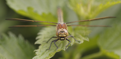 Nature picture: Brachytron pratense / Glassnijder / 