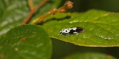 Nature picture: Ethmia quadrillella / Kleine Zwartwitmot / Ethmia quadrillella