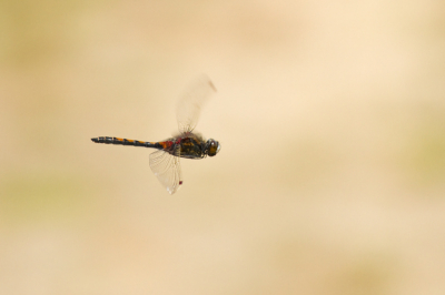 Nature picture: Leucorrhinia rubicunda / Noordse Witsnuitlibel / Northern White-faced Darter