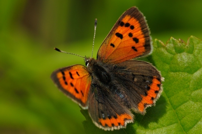 Nature picture: Lycaena phlaeas / Kleine Vuurvlinder / Small copper