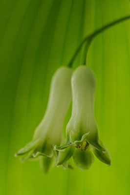 Nature picture: Polygonatum multiflorum / Gewone salomonszegel / Solomon's seal