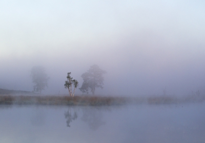 Nature picture:  / Plaatselijke mist / 