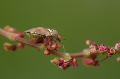 Nature picture: Lygus pratensis / Grondwants / 