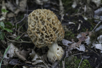 Nature picture: Morchella esculenta / Gewone morielje / Common Morel